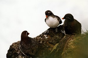 Auklet, Parakeet, St George Alaska 06-1996 B06P49I01